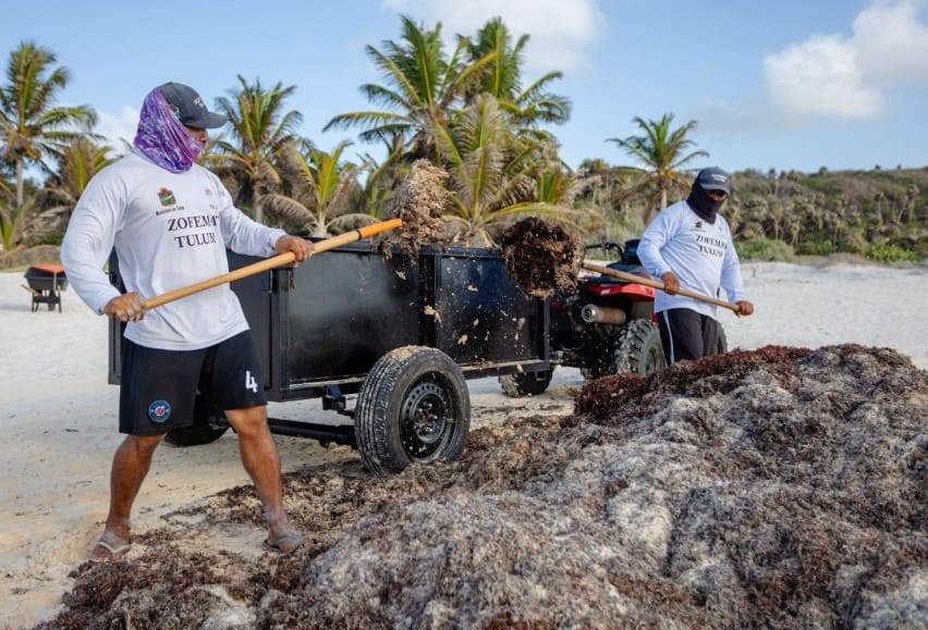 Zofemat collects more than 200 tons from Tulum beaches