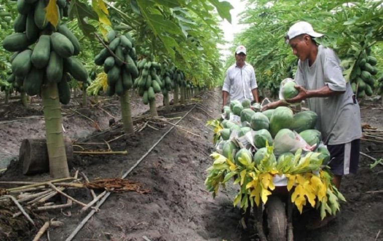 Mexico's Ministries ban 35 known toxic pesticides from agricultural use