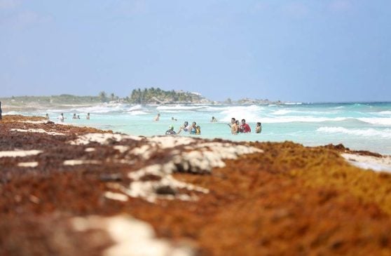 Mexico most affected in Caribbean: International specialists meet to talk sargassum barrier strategies