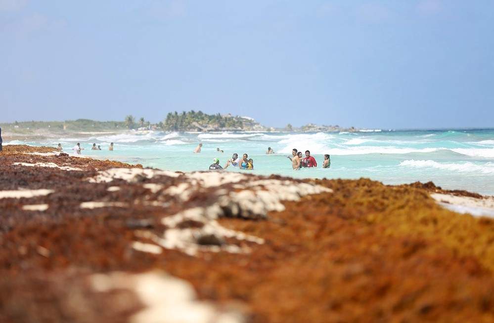 Mexico most affected in Caribbean: International specialists meet to talk sargassum barrier strategies