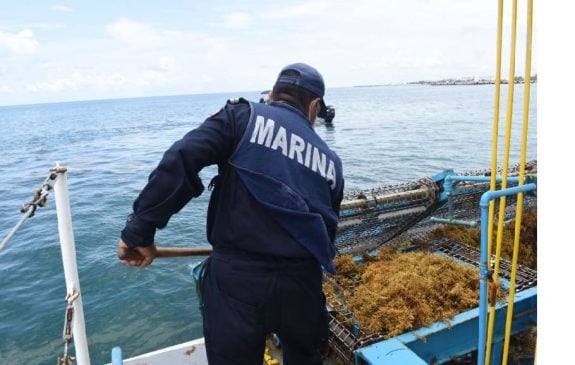 Secretaría de Marina reports a staggering 76,000 tons of sargassum collected so far in 2025