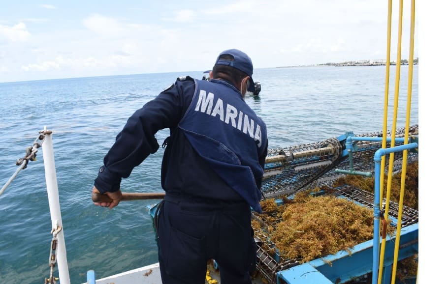 Secretaría de Marina reports a staggering 76,000 tons of sargassum collected so far in 2025