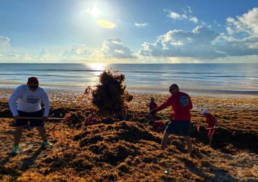 Cancun sargassum arrival significantly decreases after reaching figures nearly four times that of last year