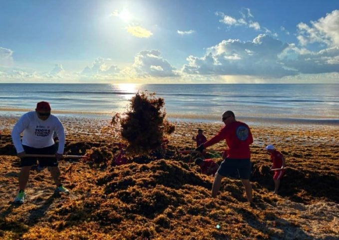 Cancun sargassum arrival significantly decreases after reaching figures nearly four times that of last year