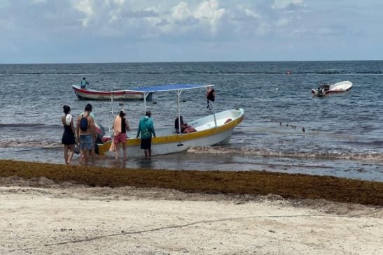 Winds help push incoming sargassum onto Tulum beaches