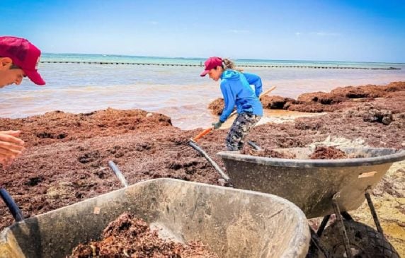 Scientists studying public health effects of decaying sargassum on Quintana Roo beaches