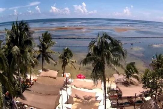 Marina collects 400 tons of sargassum from Costa Maya while Cancun beaches record significant reduction