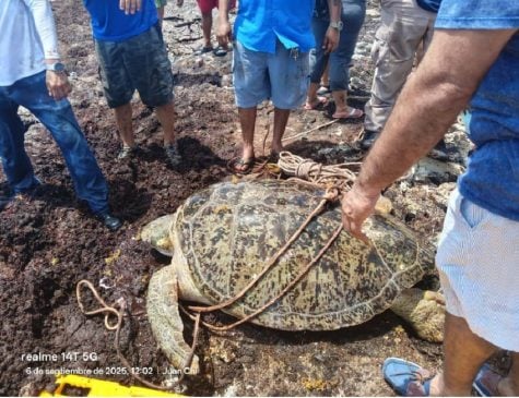 Sea turtle lodged between limestone rocks freed in 'coordinated maneuvers'