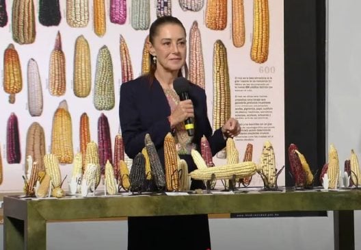 Government to launch national program to increase native corn production