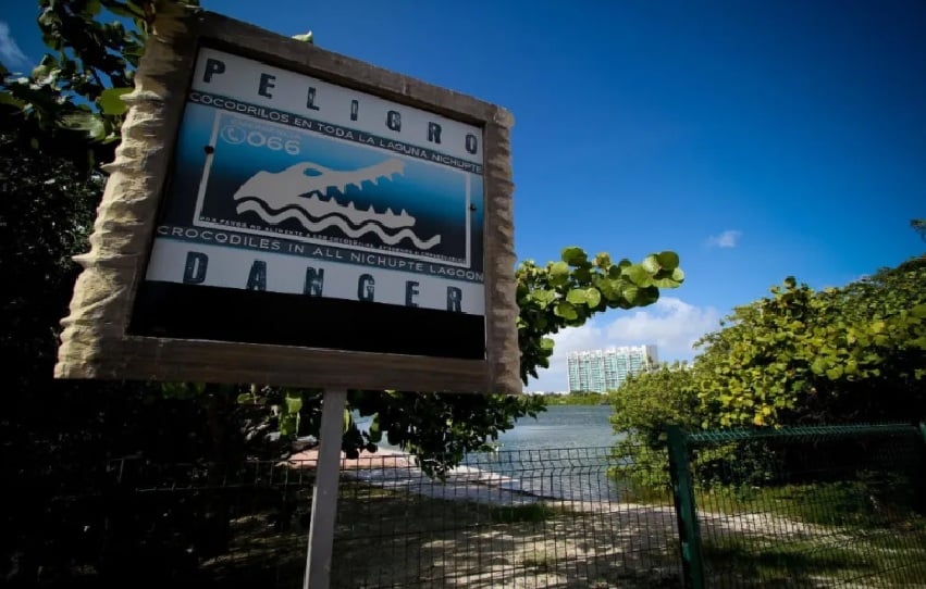 American tourist suffers bites photographing lunging crocodile in Cancun Hotel Zone