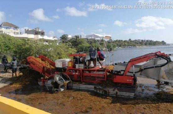 Marina collects 237 tons of seaweed between Mahahual and Xcalak