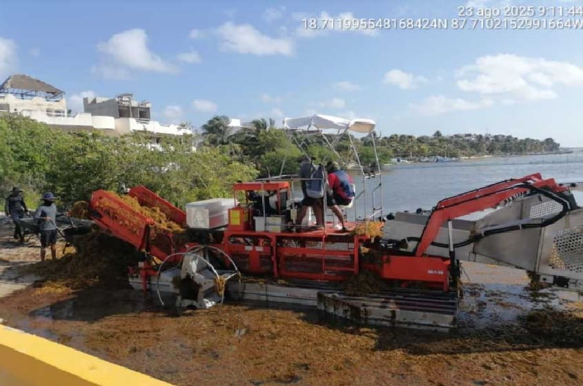 Marina collects 237 tons of seaweed between Mahahual and Xcalak