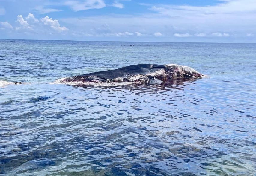 Fishermen report whale carcass sighting off Costa Maya's Playa Xahuayxol