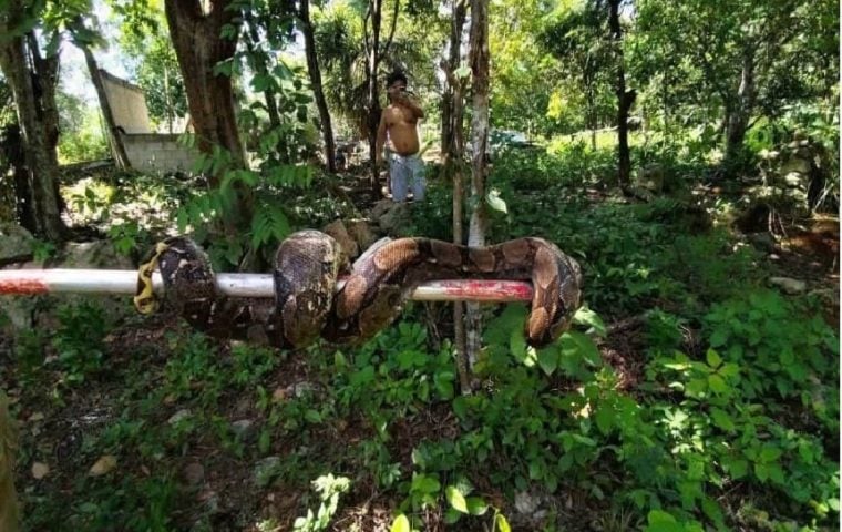 2.5 meter long boa relocated from private back yard