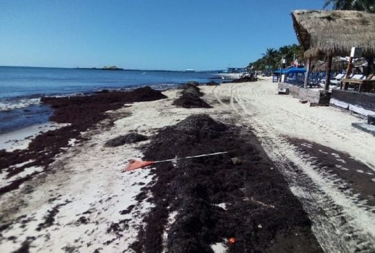 Sargassum season for Quintana Roo seems to be coming to an early end