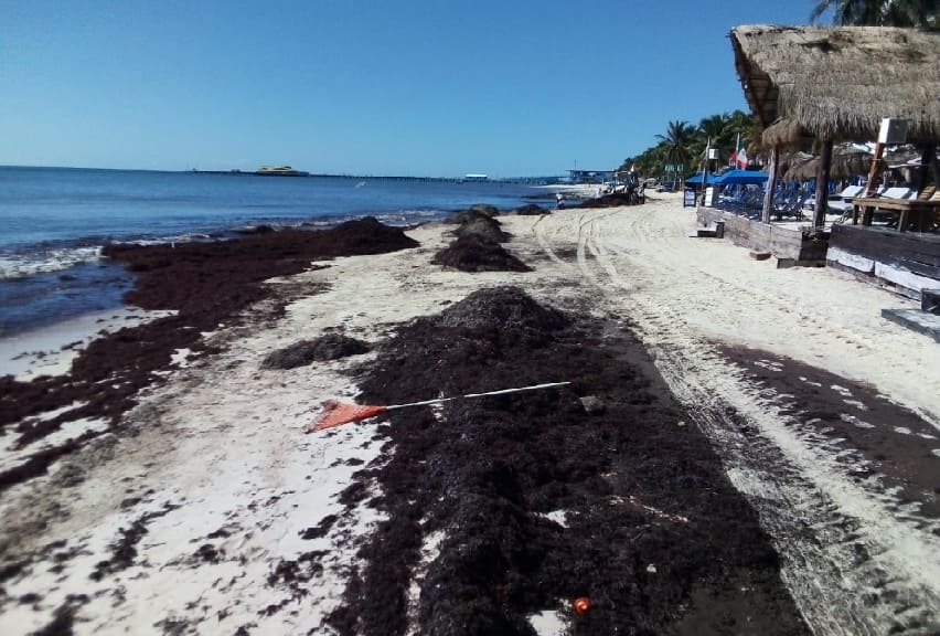 Sargassum season for Quintana Roo seems to be coming to an early end