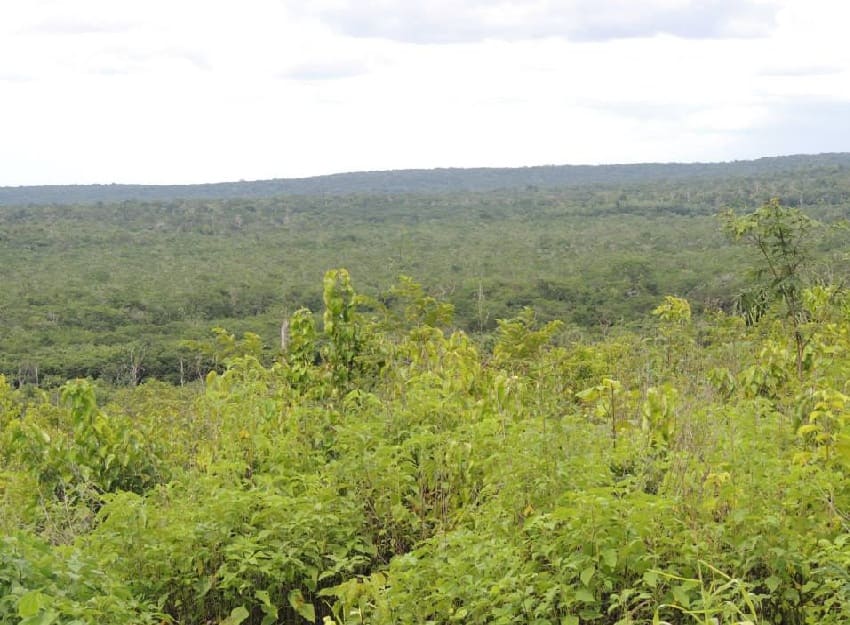 José María Morelos landowners deny sales to Mennonite communities