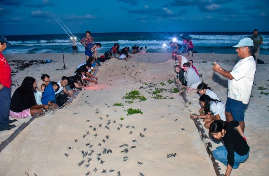 Marine Turtle Protection Program of Cozumel wraps up 2025 season