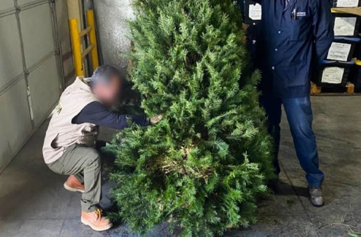 Environmental Protection has inspected more than 130,000 imported Christmas trees