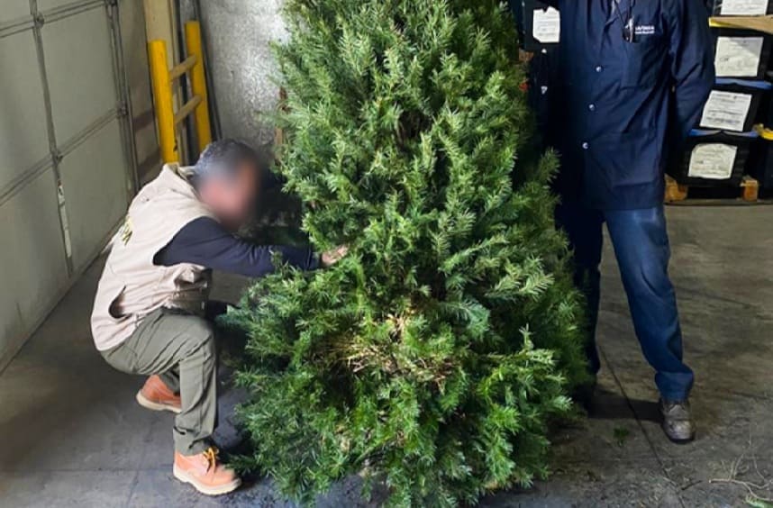 Environmental Protection has inspected more than 130,000 imported Christmas trees