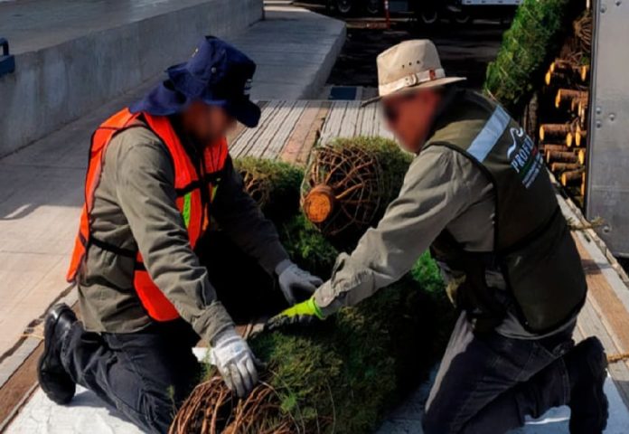 Profepa starts Christmas U.S. tree import inspections for exotic forest pests