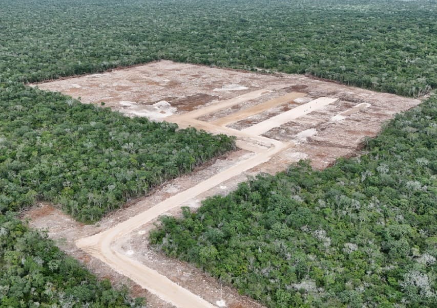 More illegal deforestation detected by company on Yucatan Peninsula