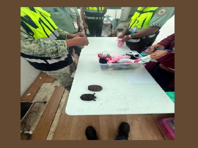 Over 700 turtles found transported in 'cosmetics' shipment likely bound for China