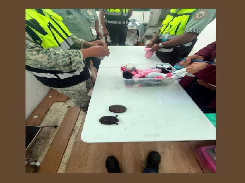 Over 700 turtles found transported in 'cosmetics' shipment likely bound for China