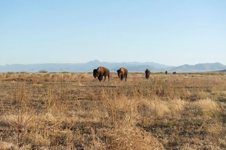 Mexico working to reestablish bison population in northern grasslands