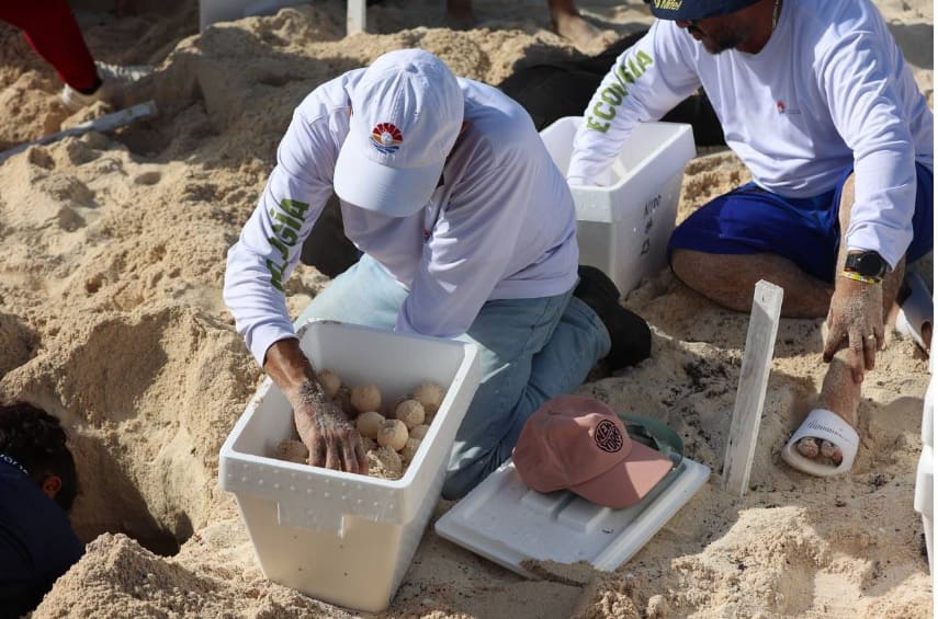 City of Cancun reports over 10,000 nests and 1.2 million eggs during 2025 season