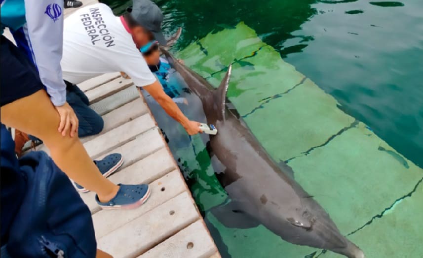 Officials confirm care of nine dolphins reported abandoned in Cancun Hotel Zone tank