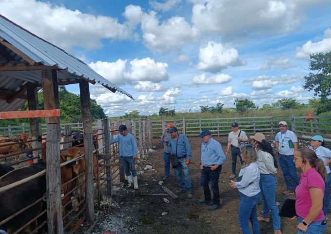 U.S. inspectors certify Quintana Roo cattle herds for export