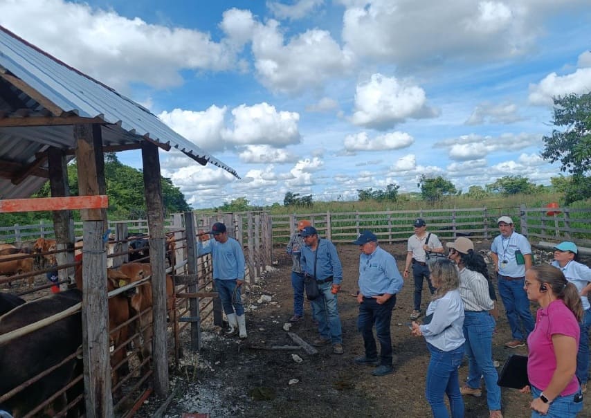 U.S. inspectors certify Quintana Roo cattle herds for export