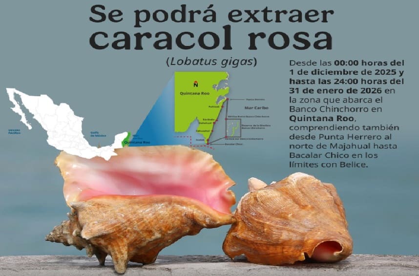 National Fisheries Commission announces start of queen conch fishing in Costa Maya