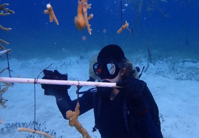 Nearly 400 people volunteered in Cozumel's coral maintenance program during 2025