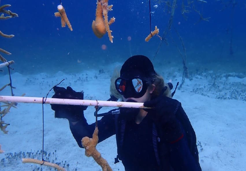Nearly 400 people volunteered in Cozumel's coral maintenance program during 2025