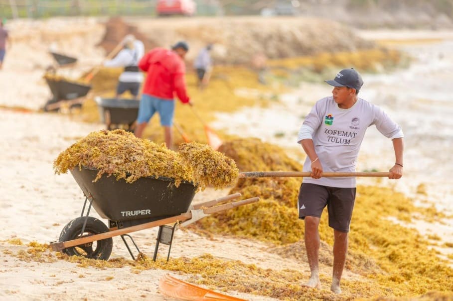 Results of sargassum study on human health expected in early 2026
