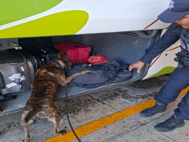 Narcotics dog makes chocolate drug bust in central Playa del Carmen bus station