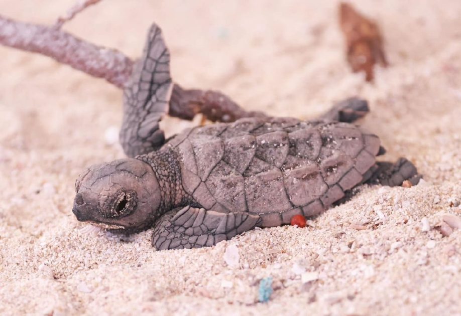 Island holds closing ceremony for Sea Turtle Camp with 'outstanding results'
