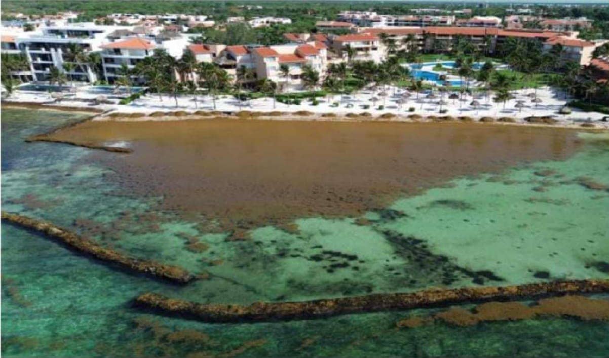 Beachfront property owners could foot chunk of cost to install sargassum barriers off Puerto Aventuras