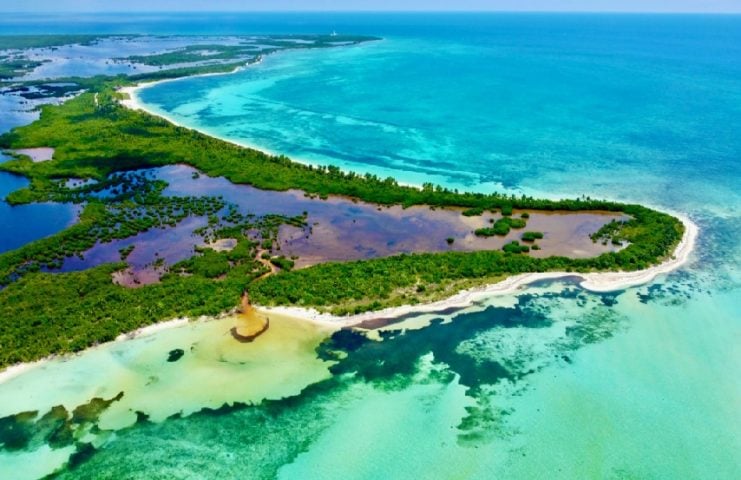 Punta Sur mangrove restoration progressing successfully