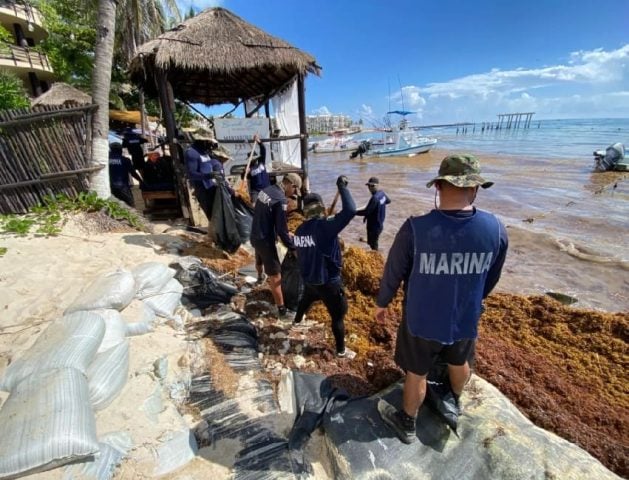 Second hit of out-of-season sargazo lands in El Recodo Playa del Carmen
