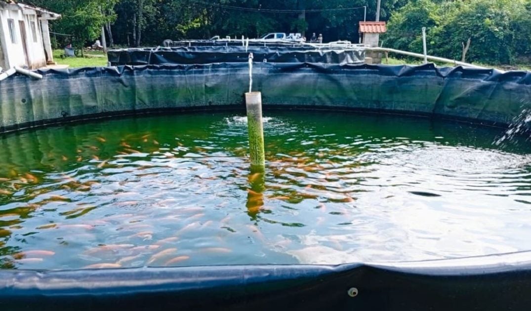 Puerto Morelos looking to expand municipal fish farming project that produced 40 tons in 2025