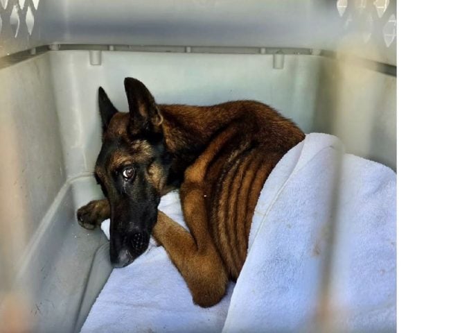 Animal protection removes suffering from extreme malnutrition from lived-in home