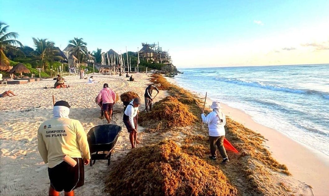 Tulum starts sargassum battle early with over 180 tons already collected