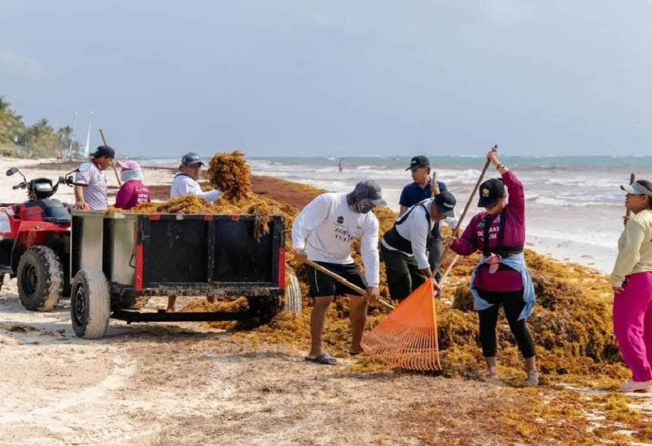 Tulum reeling from arrival of 750 tons of sargassum in three months