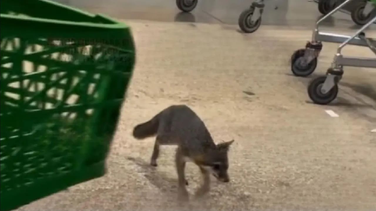 State health officials confirm rabies in gray fox found wandering ...